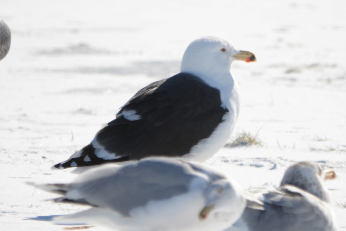 Great Black-backed Gull - ML84105061