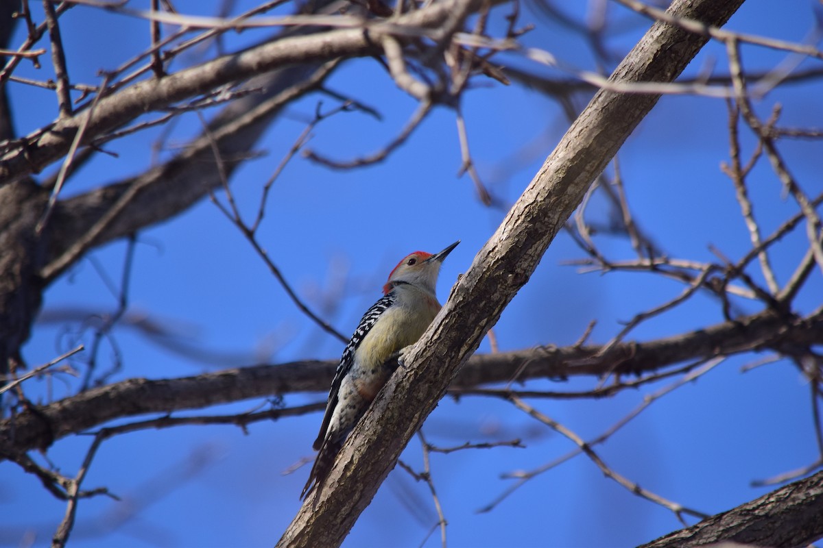 Red-bellied Woodpecker - ML84106701