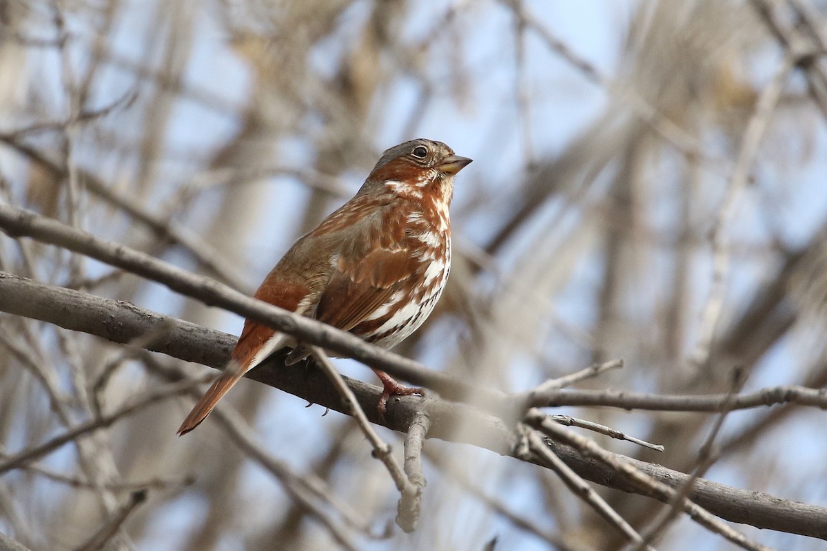 Fox Sparrow (Red) - ML84107141