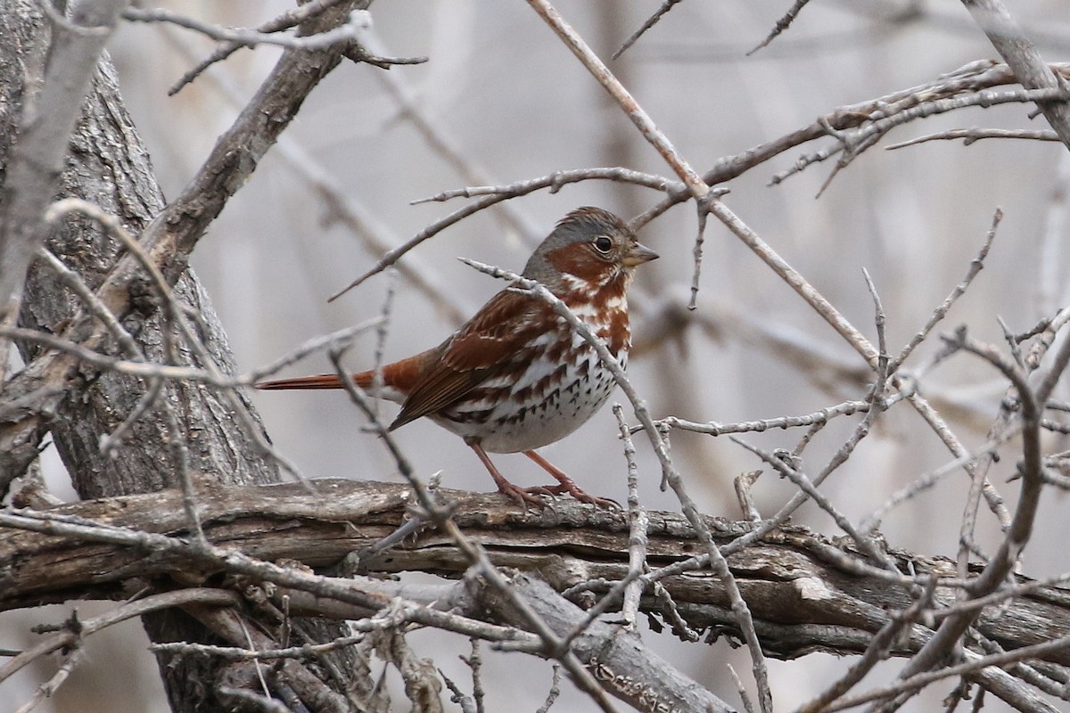 Fox Sparrow (Red) - ML84107171