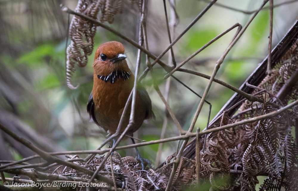 Rufous-headed Ground-Roller - ML84107251