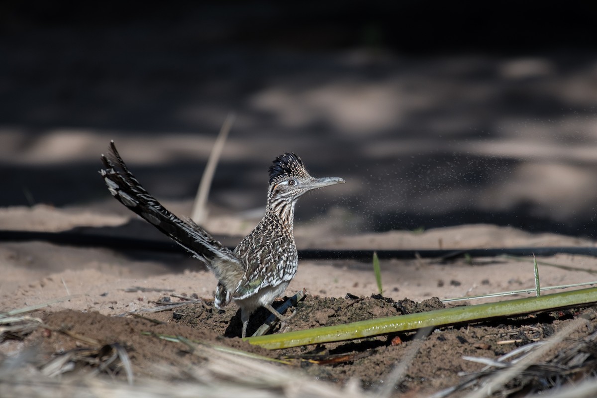 Greater Roadrunner - ML84110141