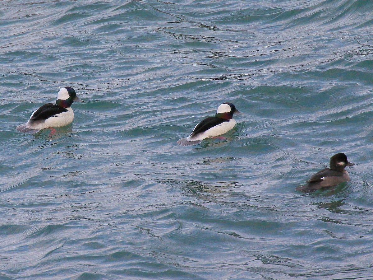 Bufflehead - Doug Beach