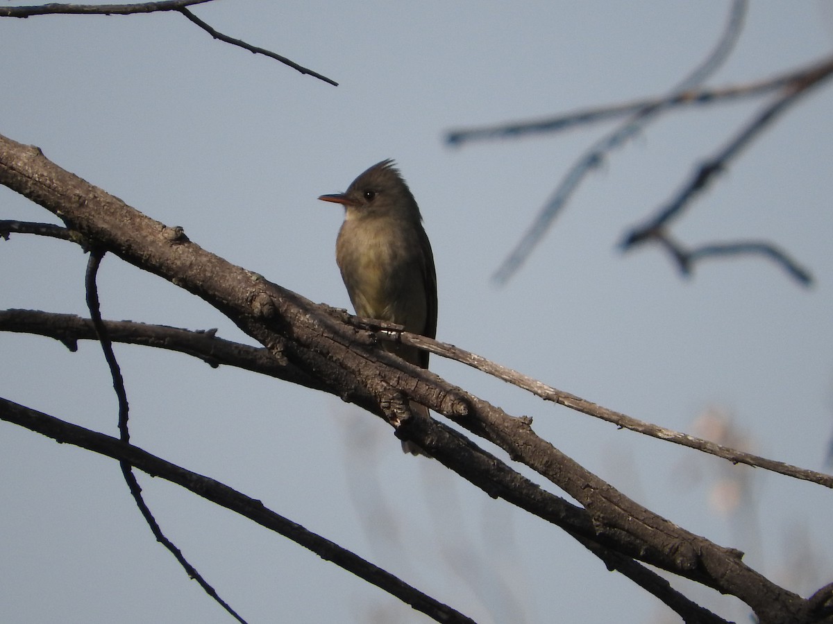 Greater Pewee - ML84113731