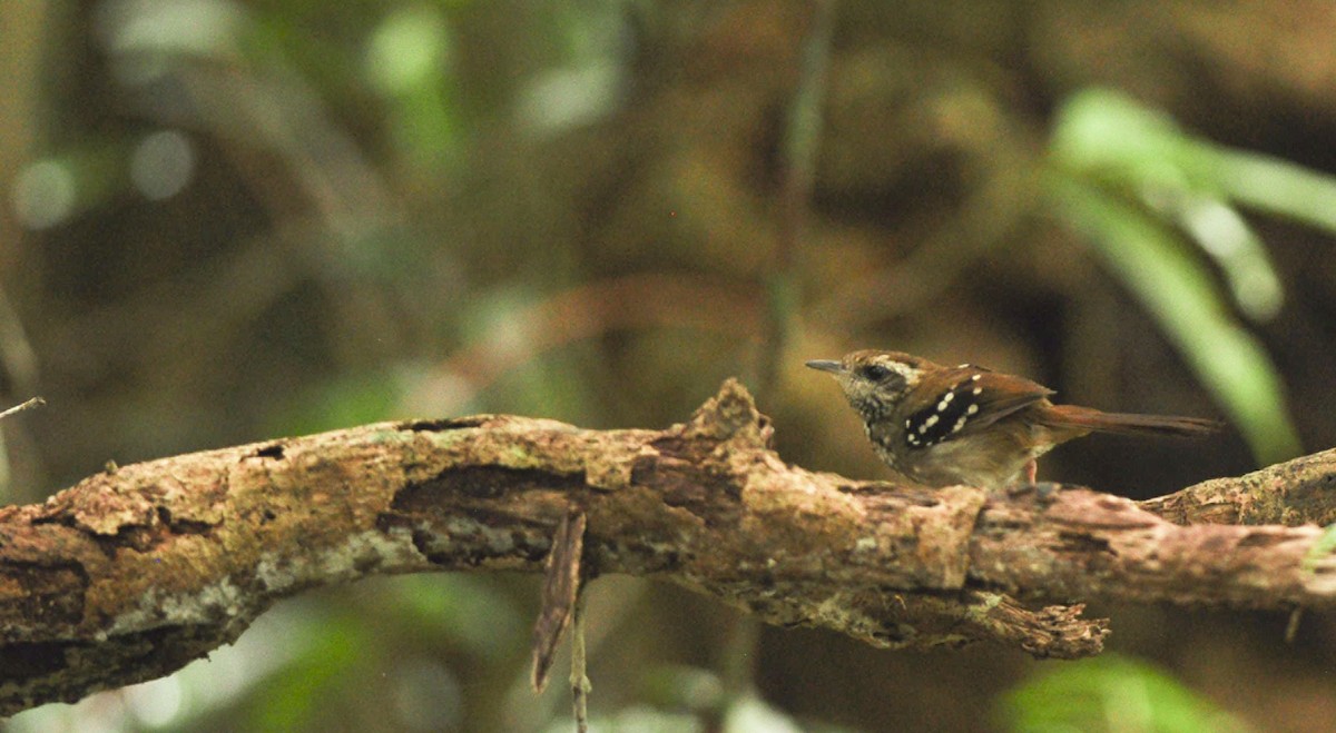 Squamate Antbird - Giselle Mangini