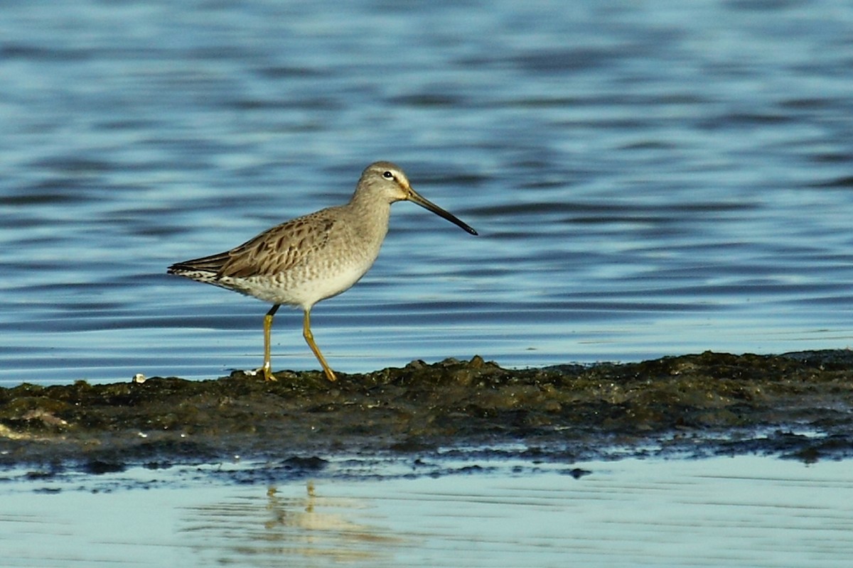 Long-billed Dowitcher - ML84116621