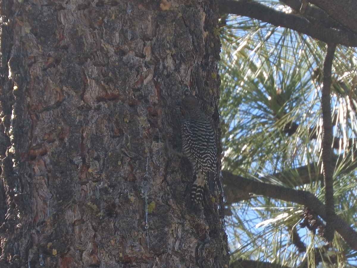 Williamson's Sapsucker - ML84121761