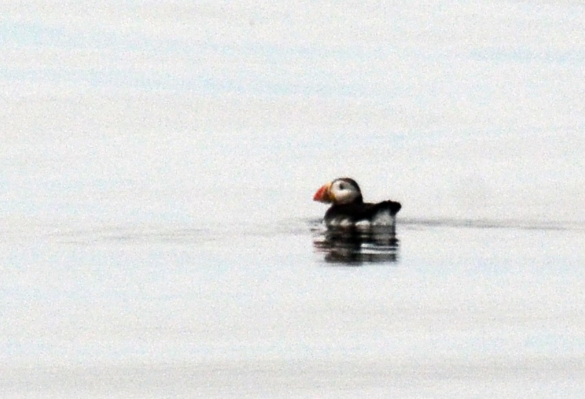 Atlantic Puffin - ML84122231