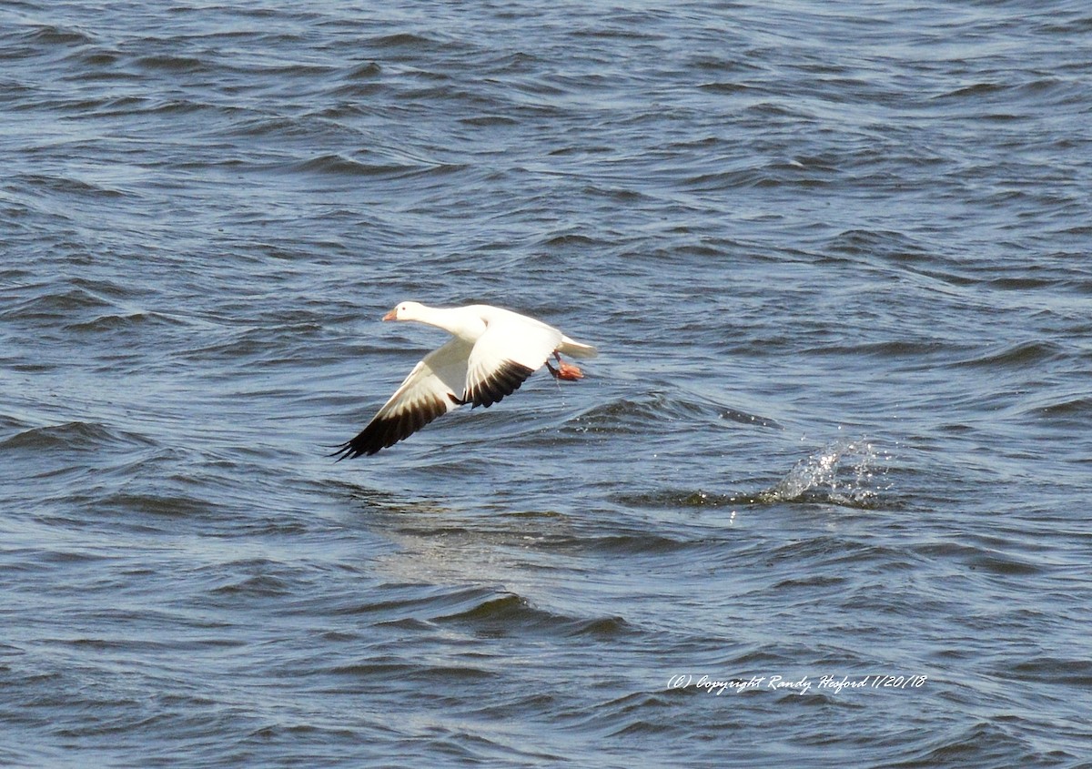 Ross's Goose - ML84123031