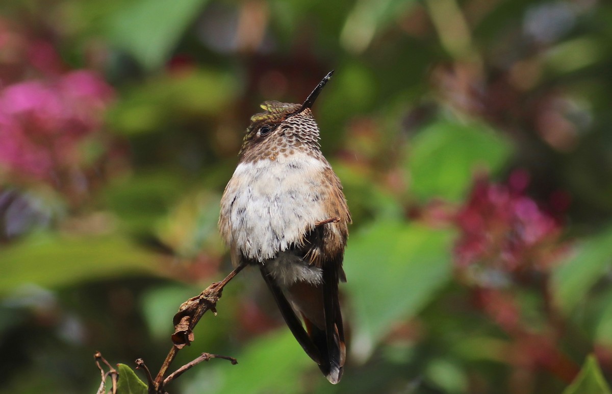 Volcano Hummingbird - Charlie   Nims