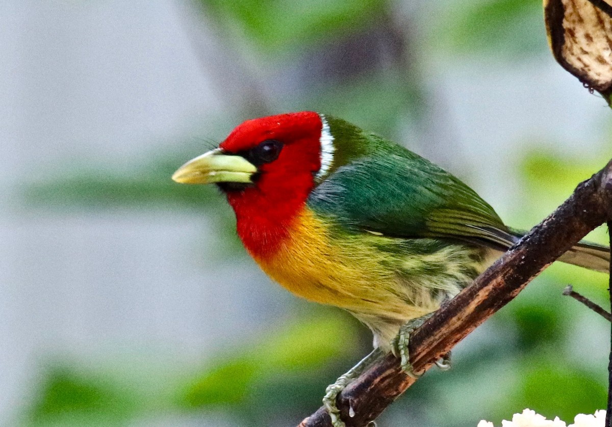 Red-headed Barbet - Charlie   Nims