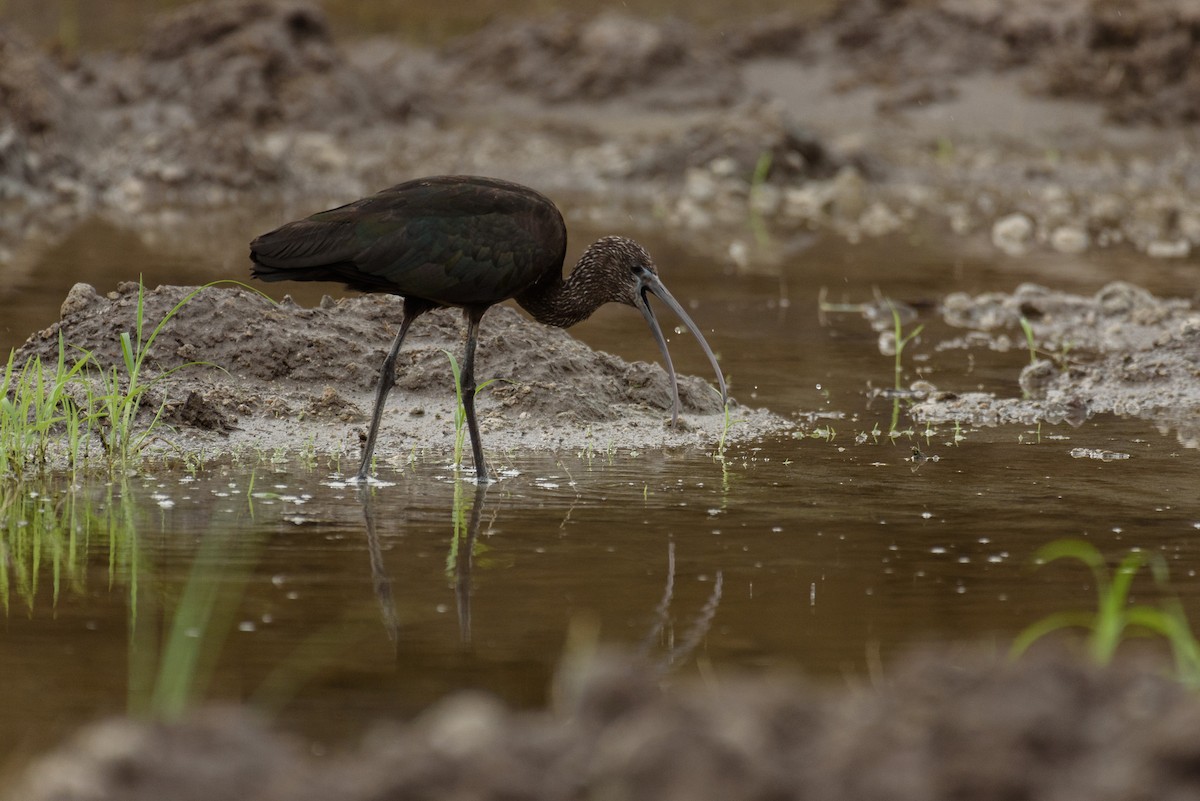 Glossy Ibis - ML84125991