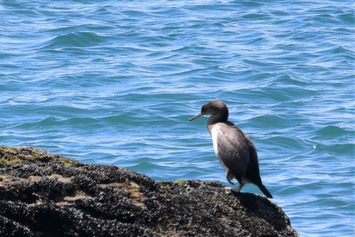 Spotted Shag - ML84126721