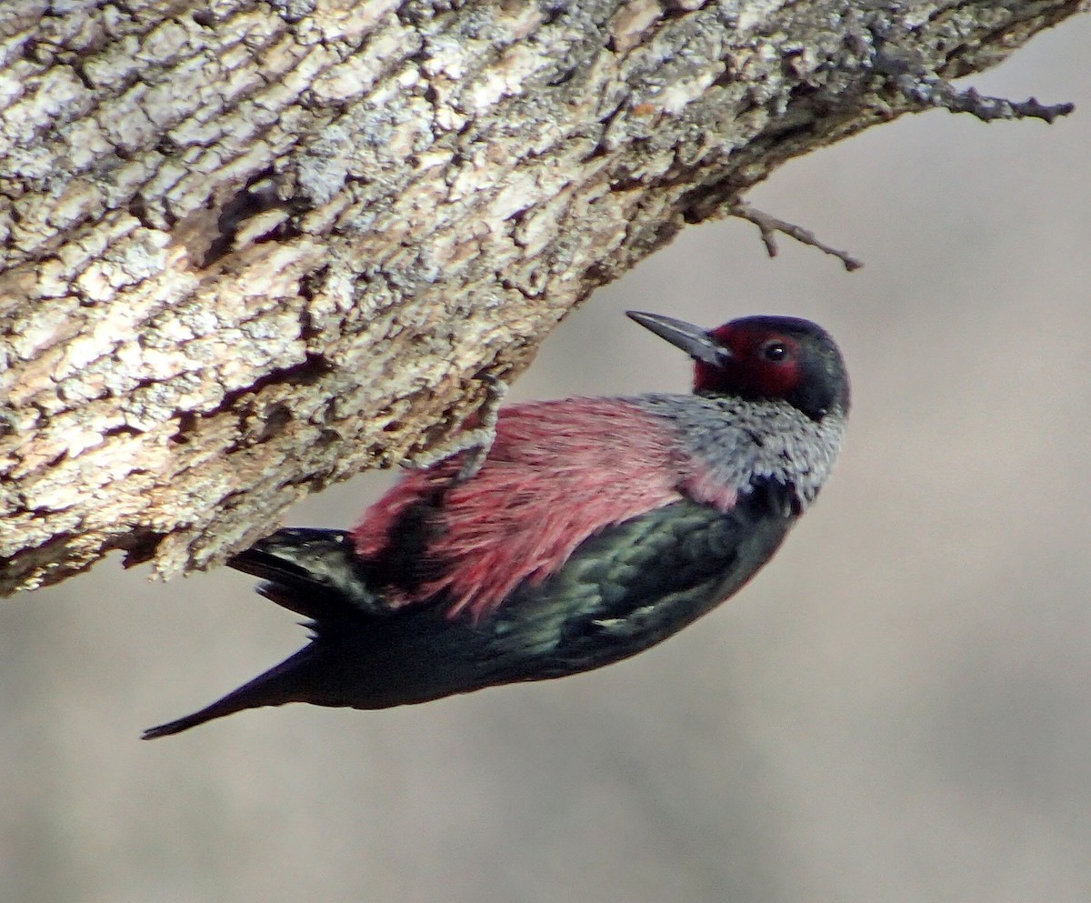 Lewis's Woodpecker - ML84126771