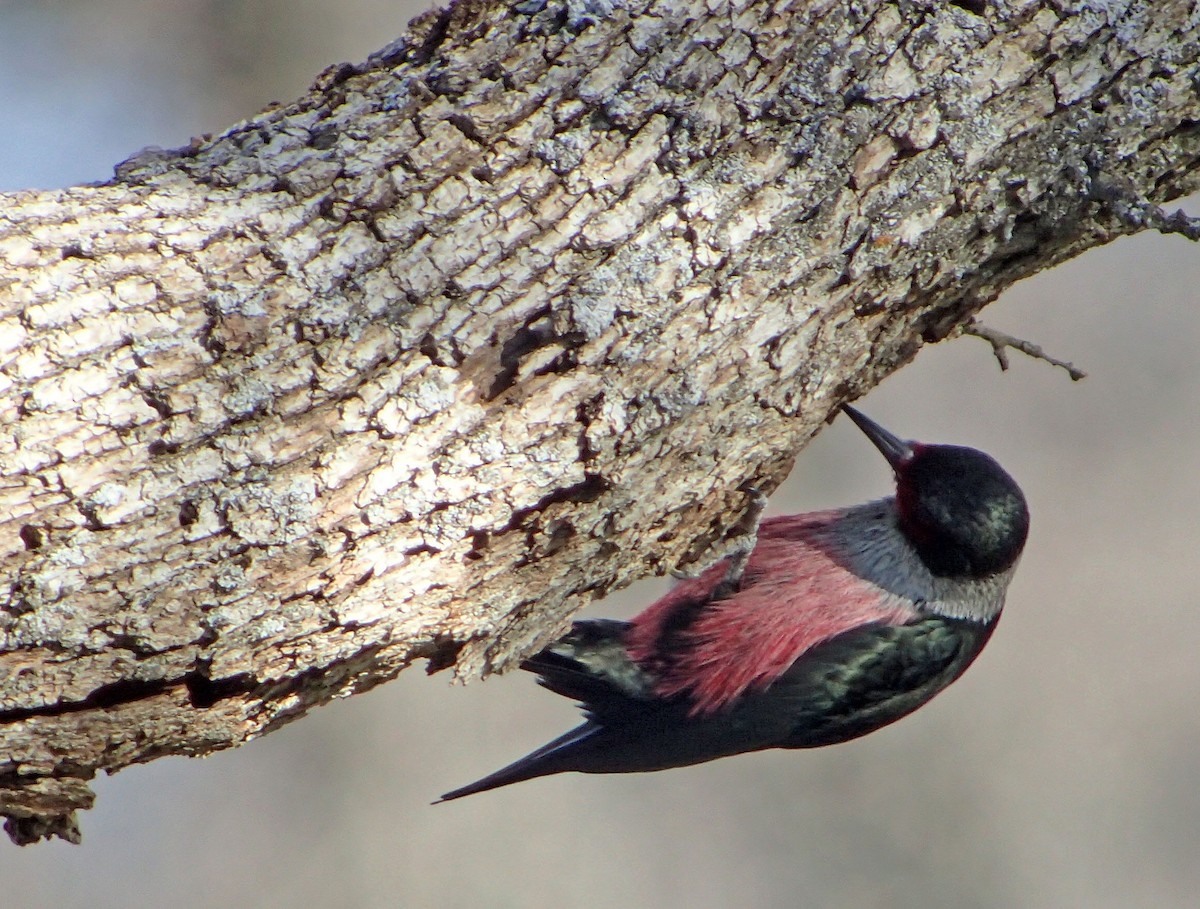 Lewis's Woodpecker - ML84126791