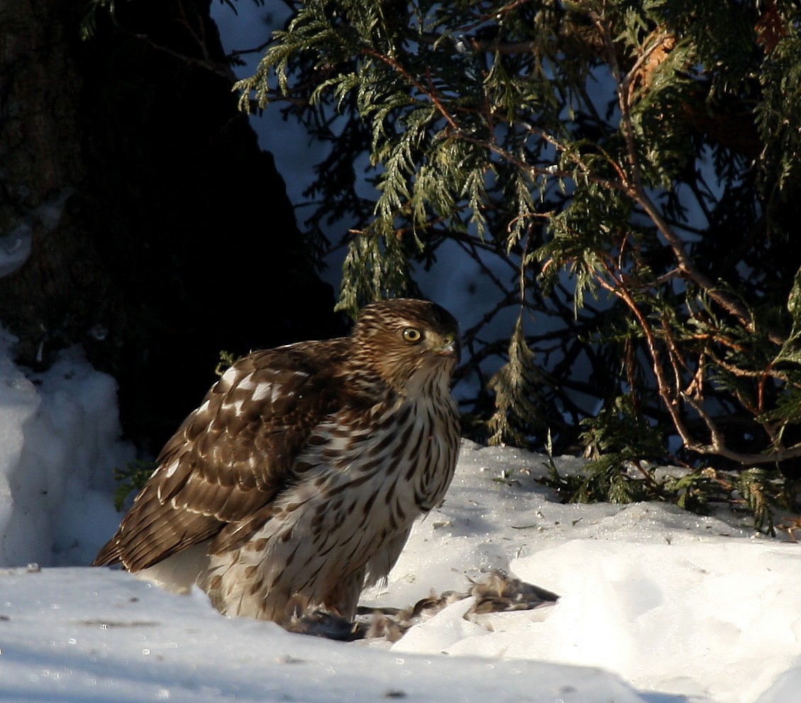 Cooper's Hawk - Yves Dugré