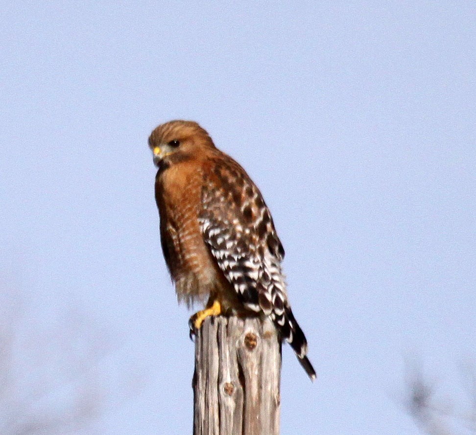 Red-shouldered Hawk - ML84128271