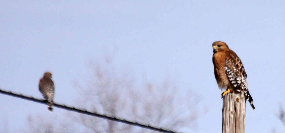 Red-shouldered Hawk - ML84128291