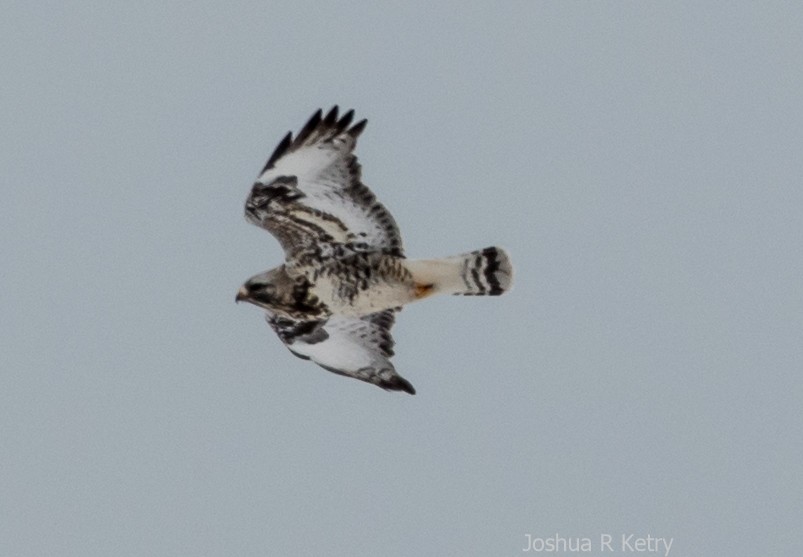 Rough-legged Hawk - josh Ketry