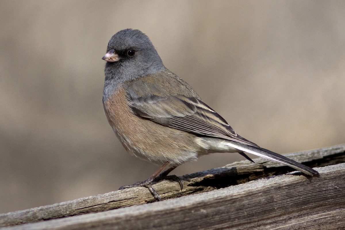 Junco Ojioscuro (mearnsi) - ML84130121