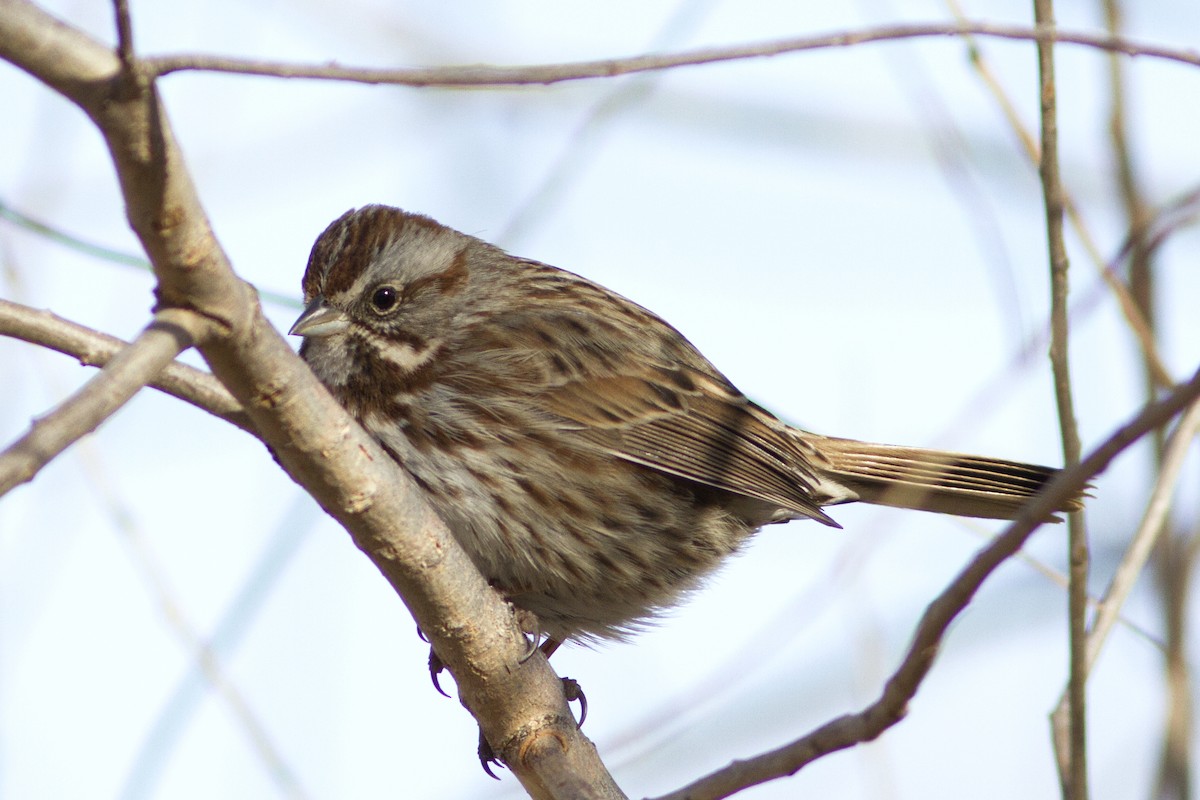 Song Sparrow - ML84130201