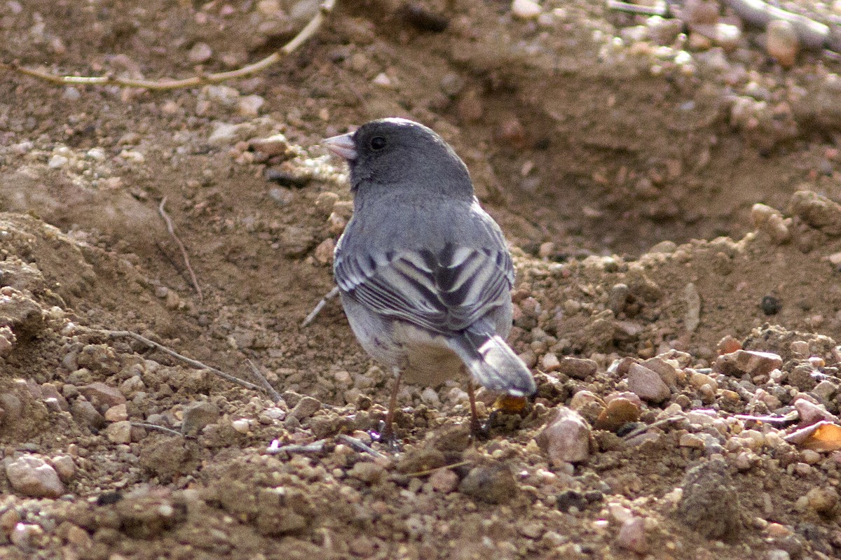 Junco Ojioscuro (aikeni) - ML84130471