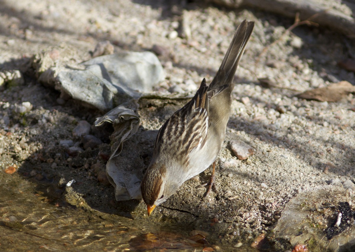 White-crowned Sparrow (Gambel's) - ML84130781