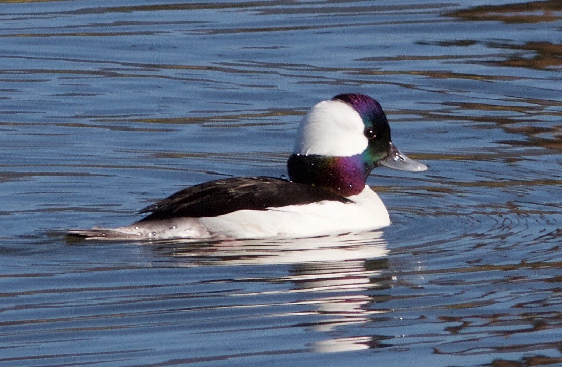 Bufflehead - Libby Patten