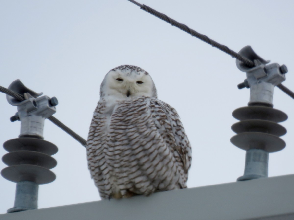 Snowy Owl - ML84131201