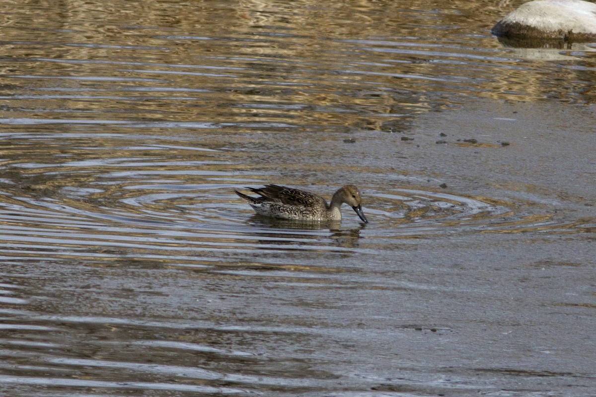 Northern Pintail - ML84131511