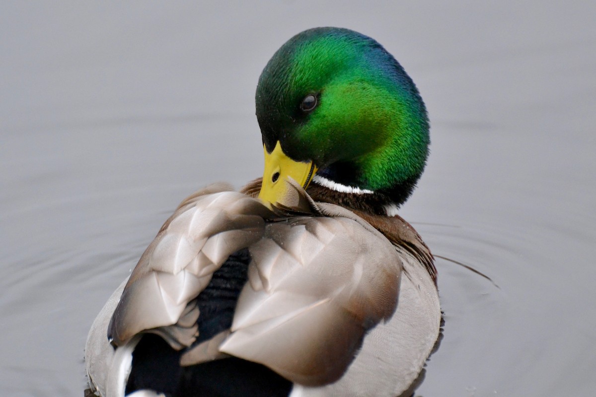 Mallard - Epi Shemming