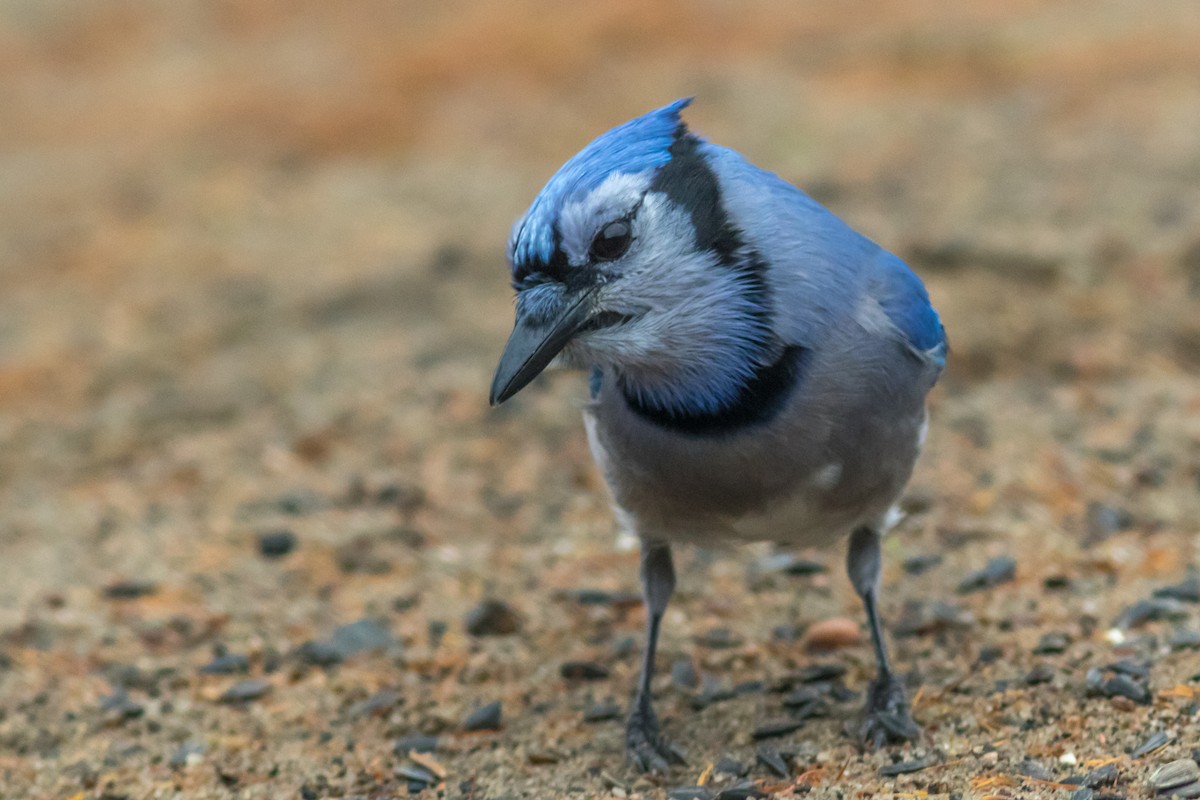 Blue Jay - ML84134471