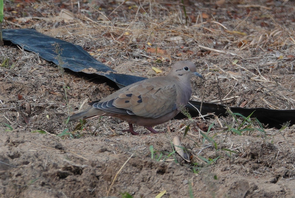 Eared Dove - Nancy Cox