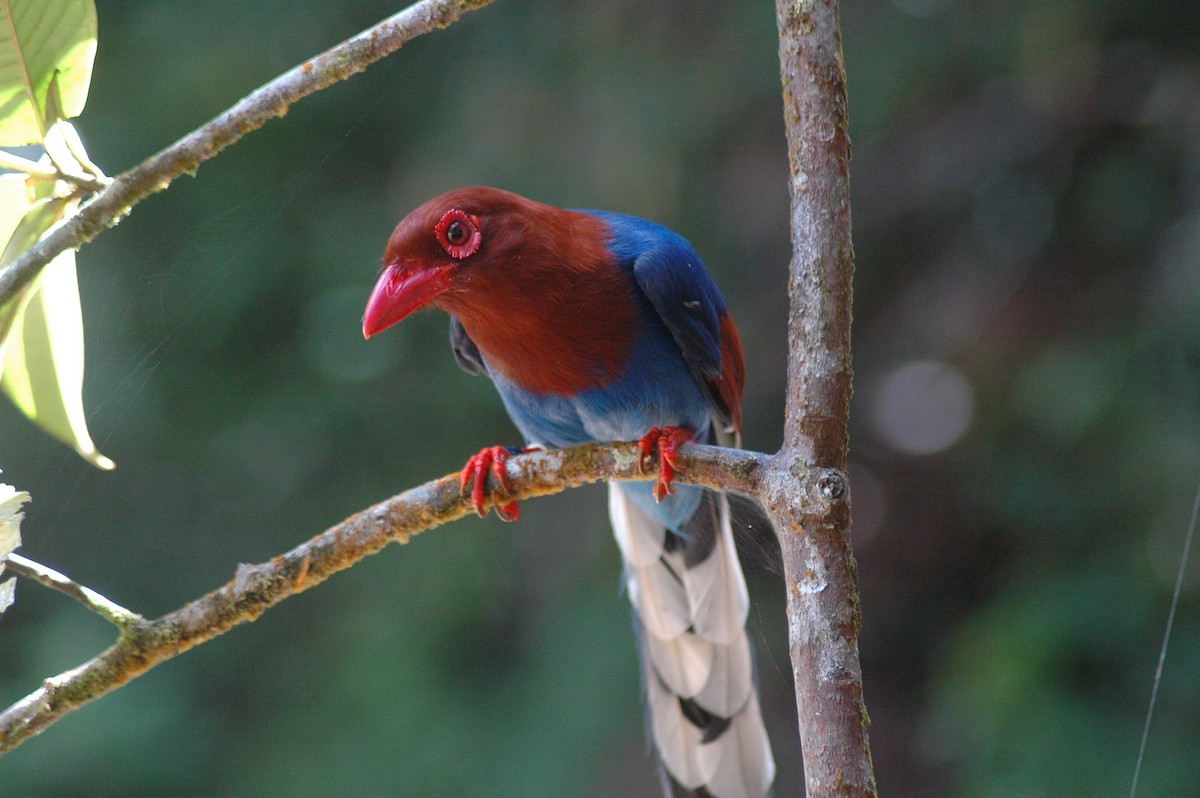 Sri Lanka Blue-Magpie - eBird