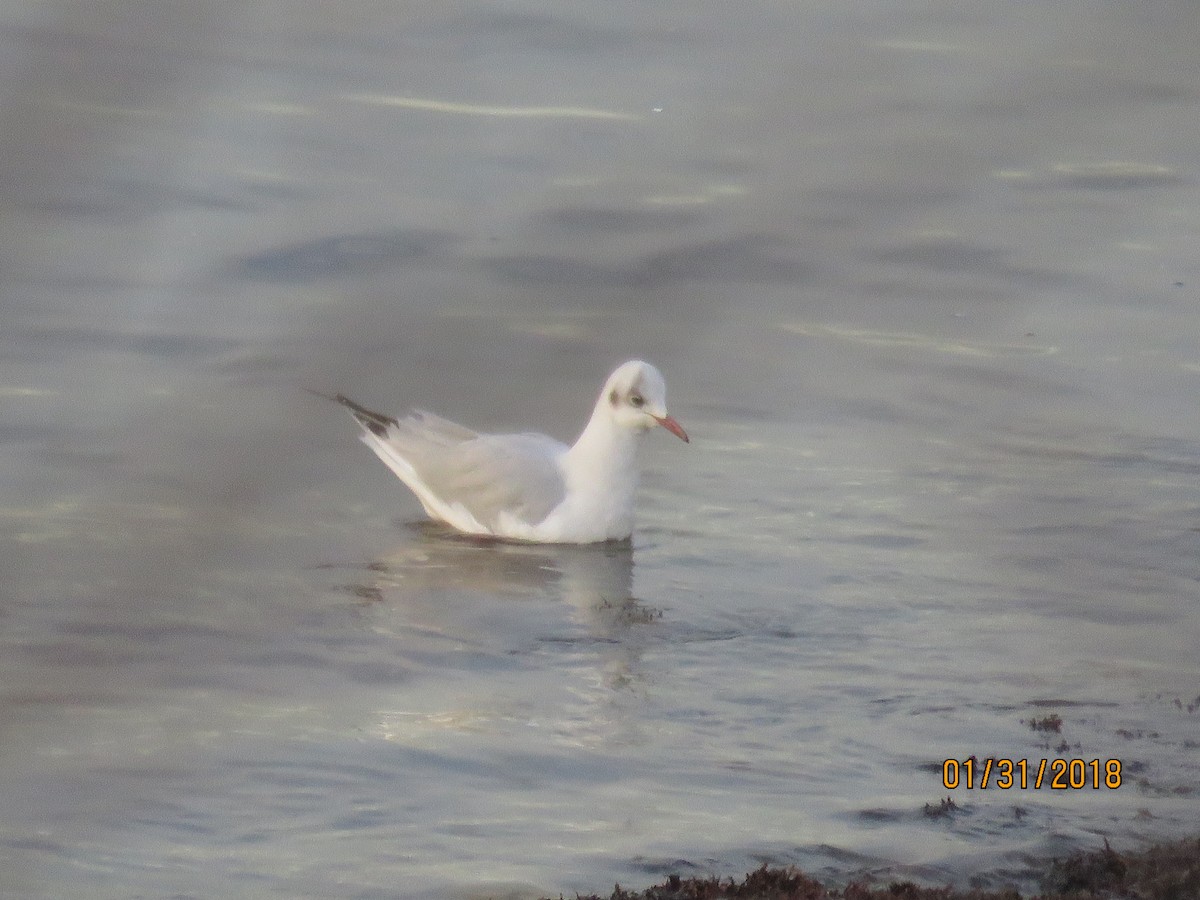 Mouette rieuse - ML84135321