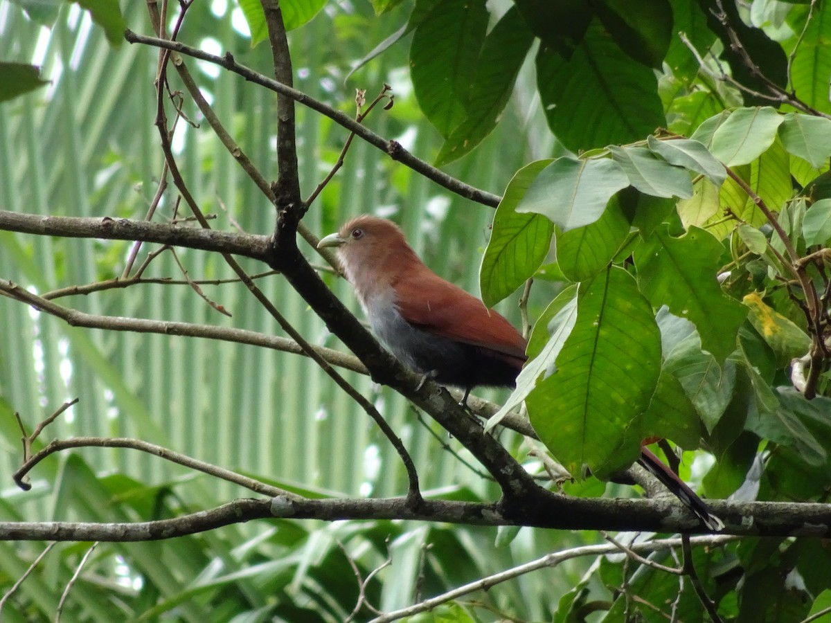 Squirrel Cuckoo - ML84136941