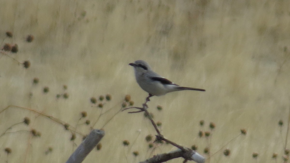 Northern Shrike - ML84137651