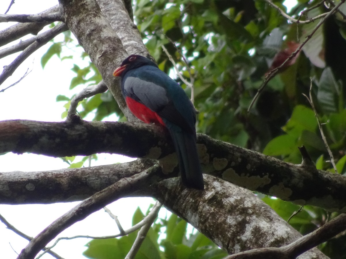 Gri Kuyruklu Trogon - ML84137801