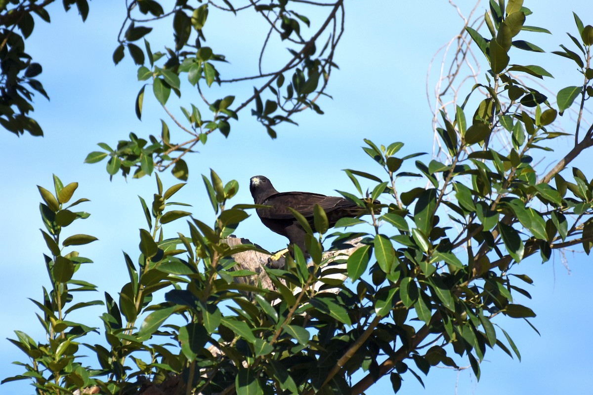 Short-tailed Hawk - Kyle Matera