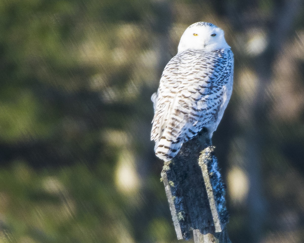 Snowy Owl - ML84143151