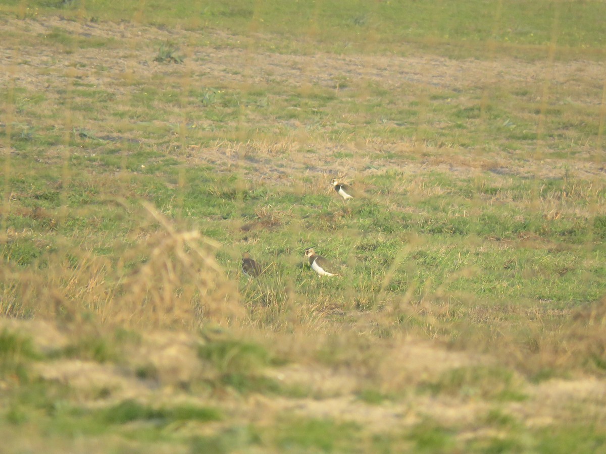 Northern Lapwing - Rui  Viana