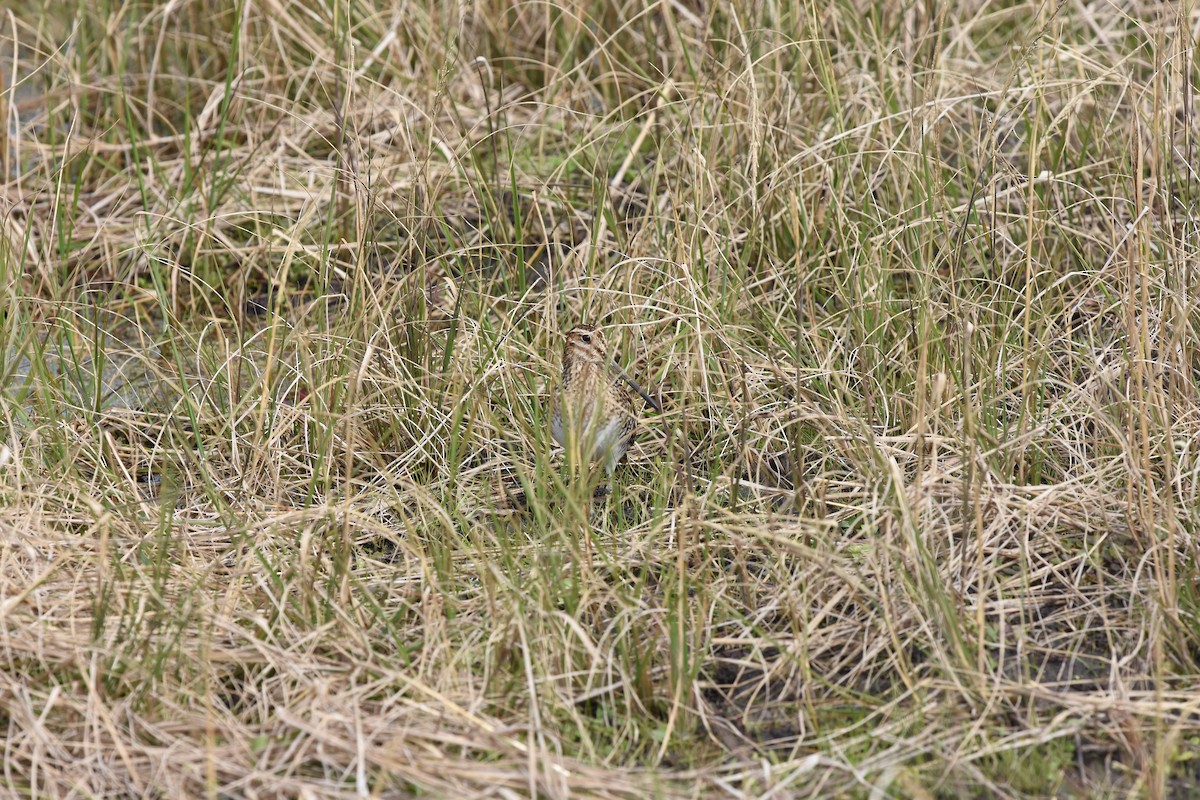 Wilson's Snipe - ML84146971