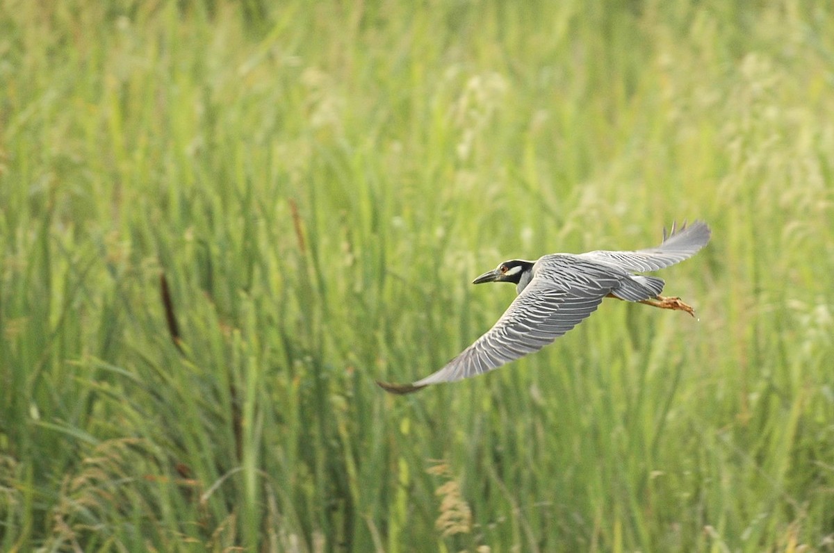 Yellow-crowned Night Heron - ML84147911