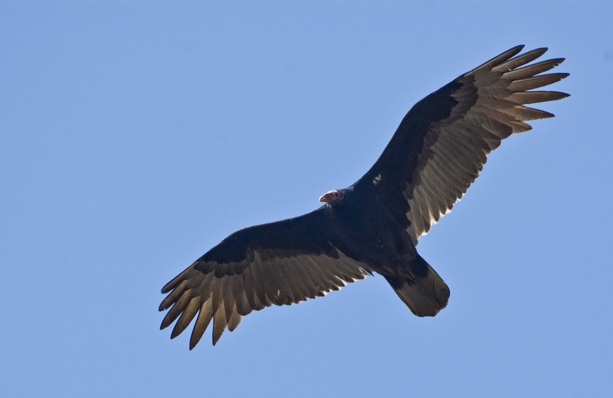 Turkey Vulture - ML84148511