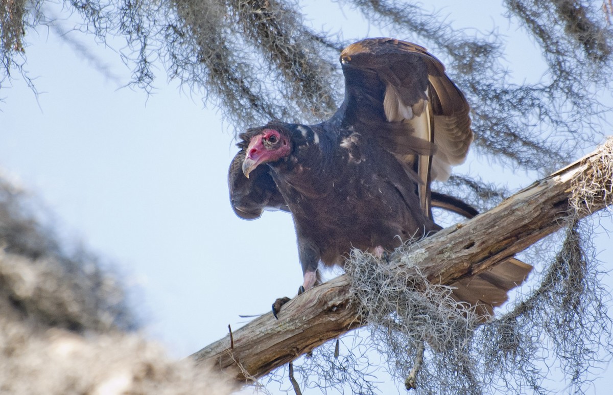 Turkey Vulture - ML84148521