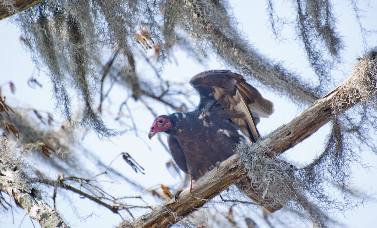 Turkey Vulture - ML84148531