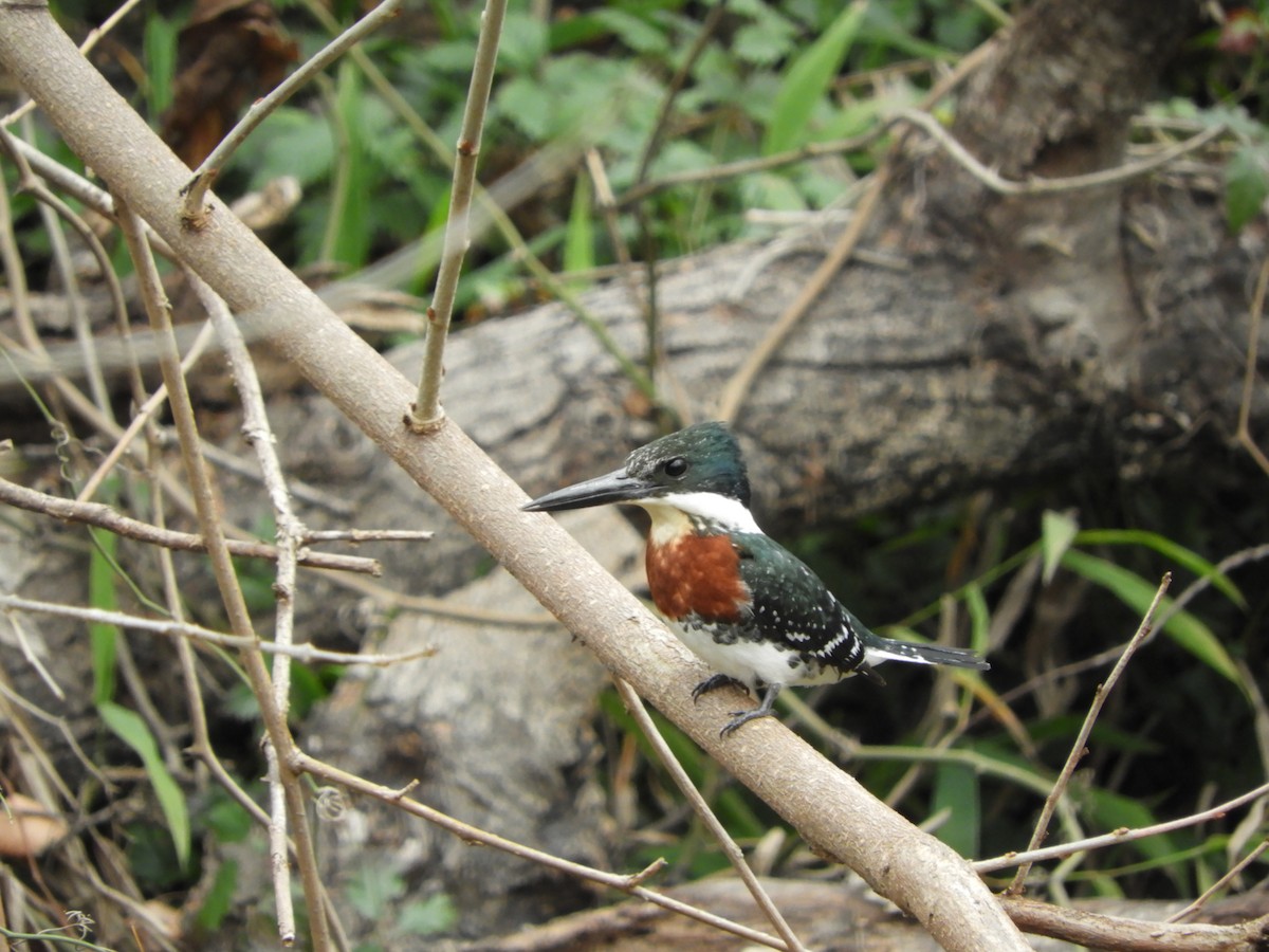 Green Kingfisher - Don Stanley