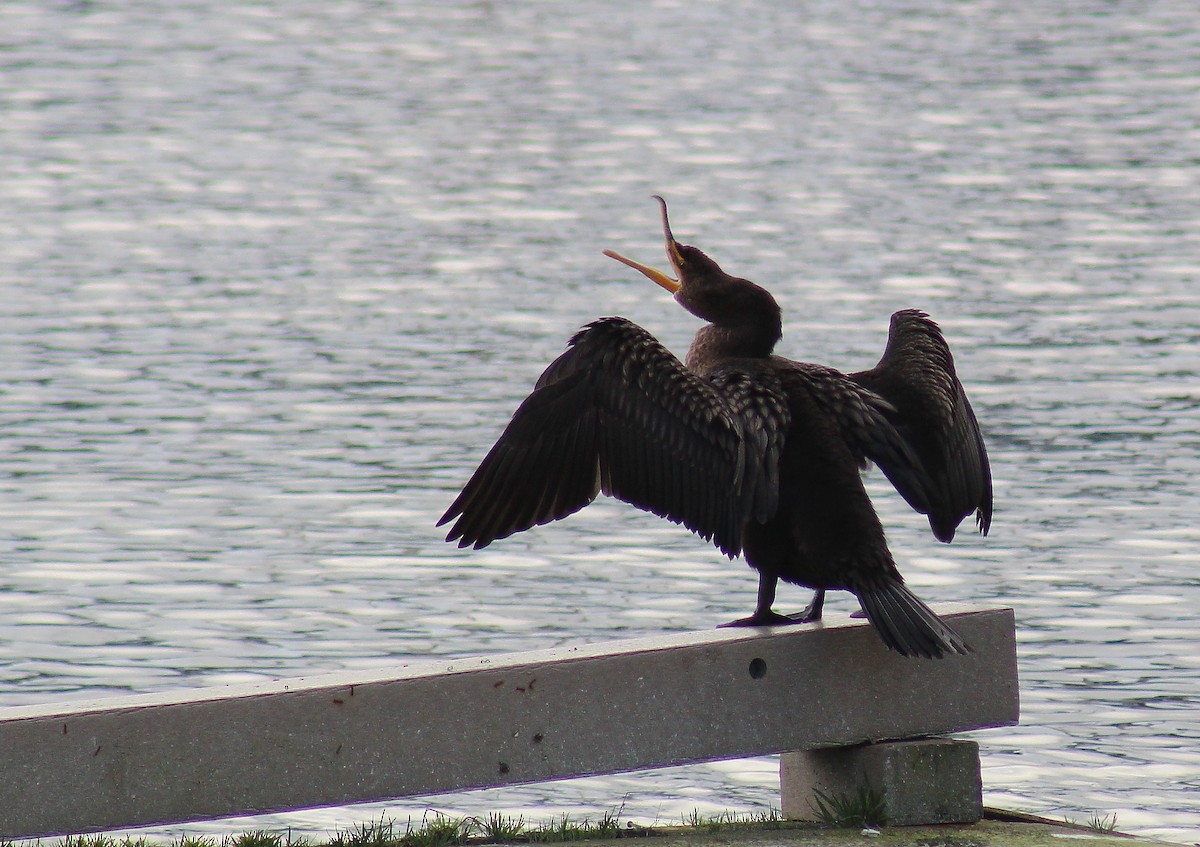 Double-crested Cormorant - ML84150181