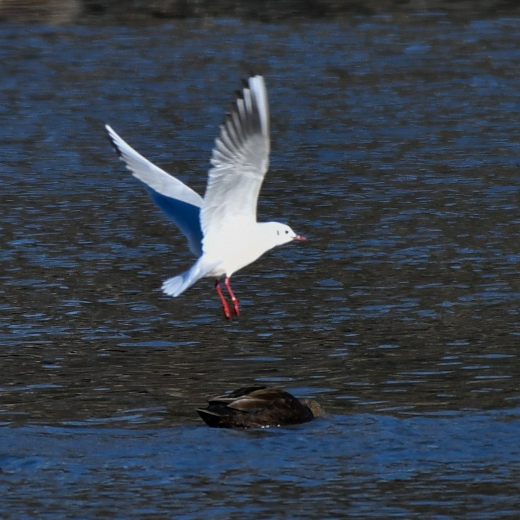 Хүрэн толгойт цахлай - ML84151111