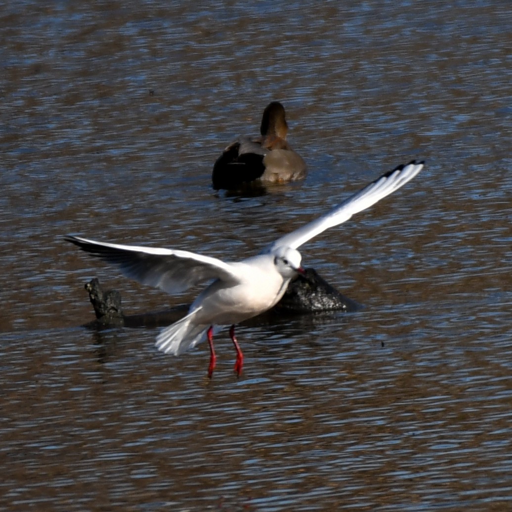 Хүрэн толгойт цахлай - ML84151121